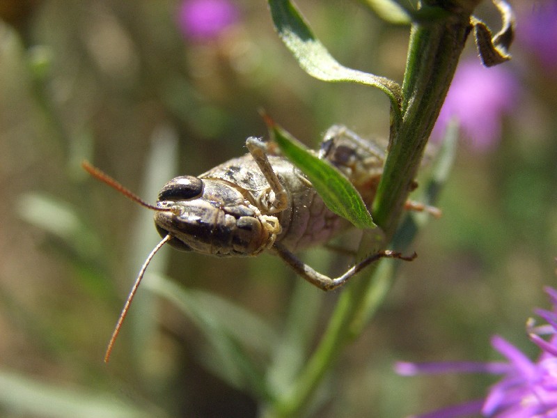 Argiope bruennichi